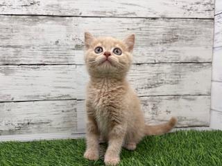 animal_image