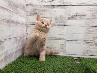 animal_image