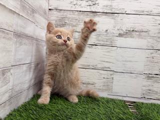 animal_image