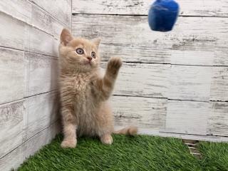 animal_image