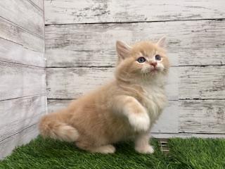 animal_image