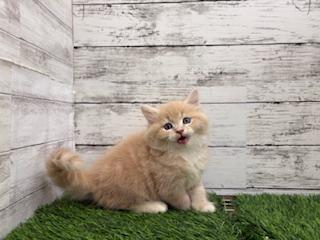 animal_image