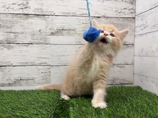 animal_image