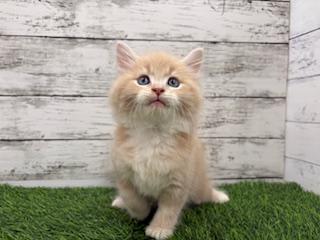 animal_image