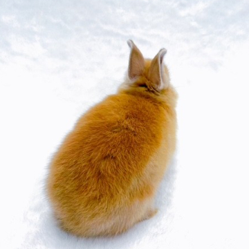 animal_image