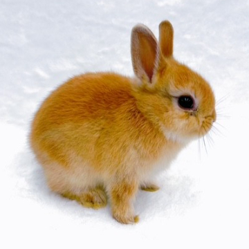 animal_image