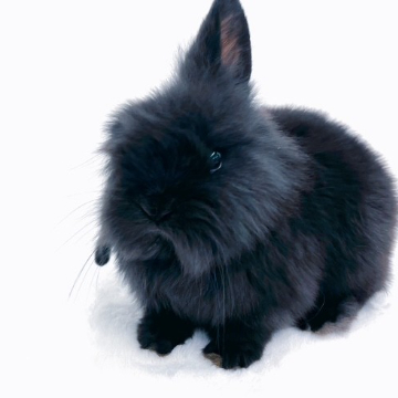 animal_image