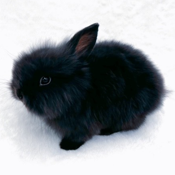 animal_image