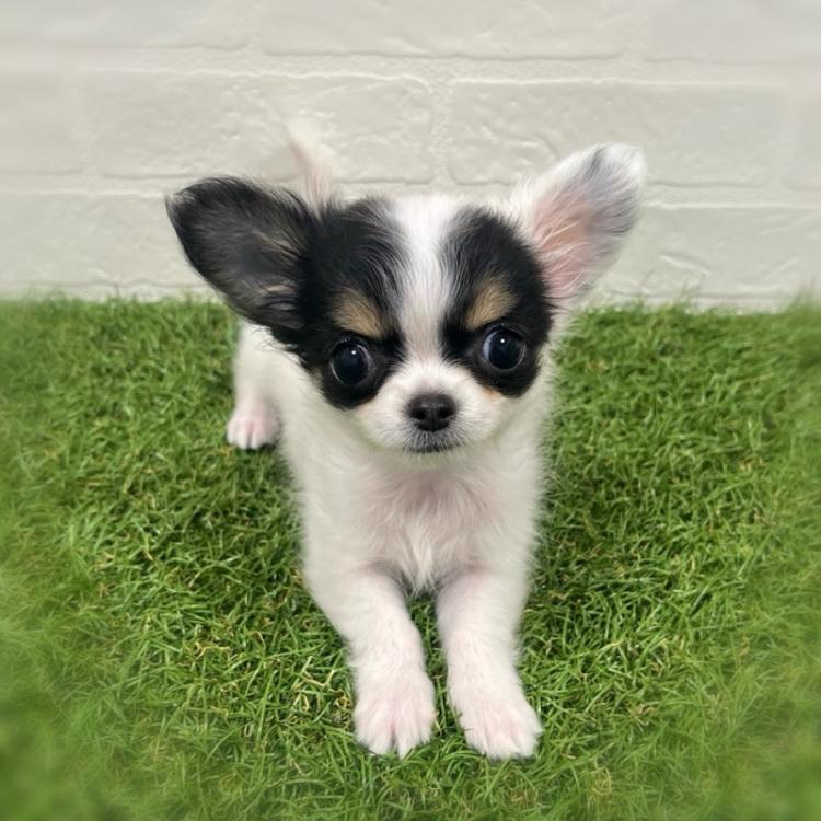 animal_image