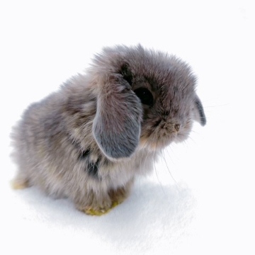 animal_image
