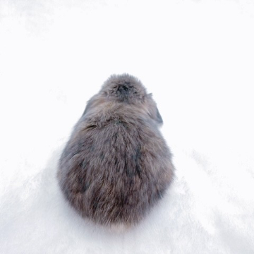 animal_image