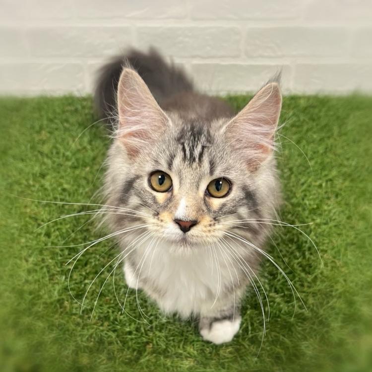 animal_image