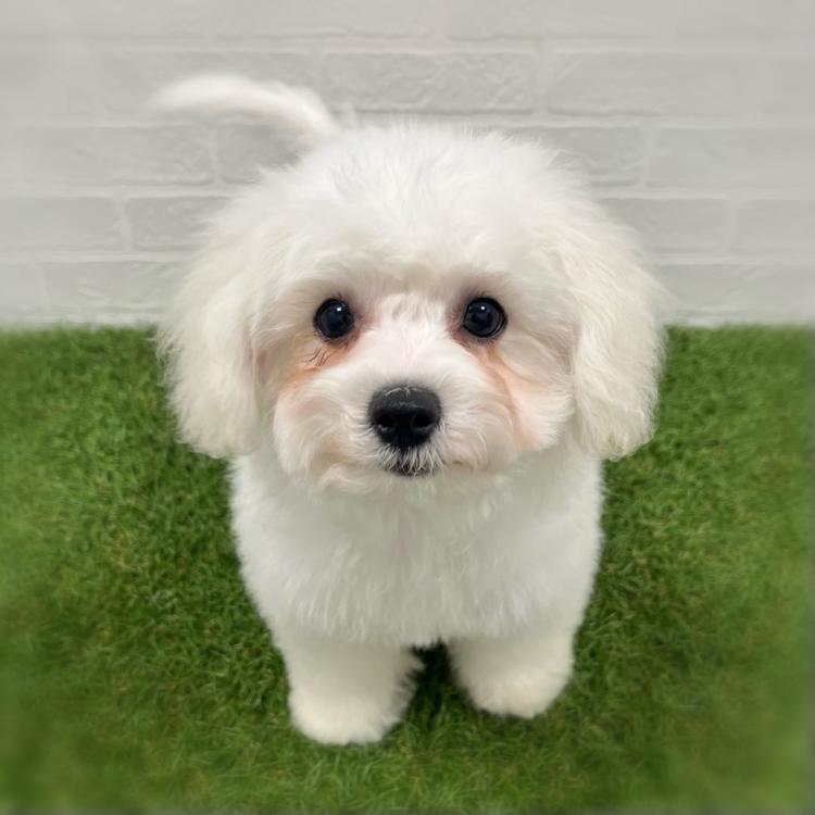 animal_image