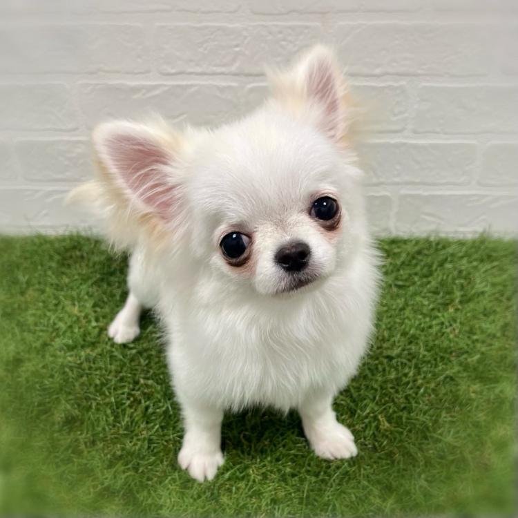 animal_image
