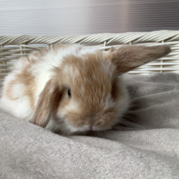 animal_image