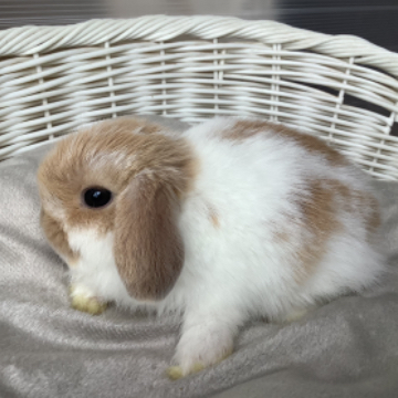 animal_image