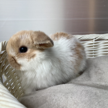 animal_image
