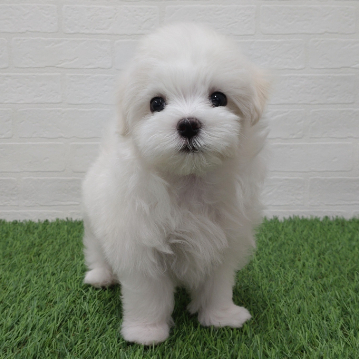 animal_image