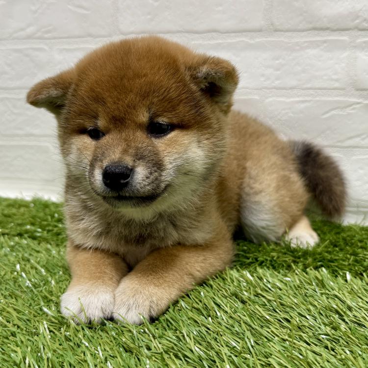 animal_image