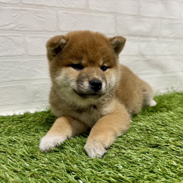 animal_image