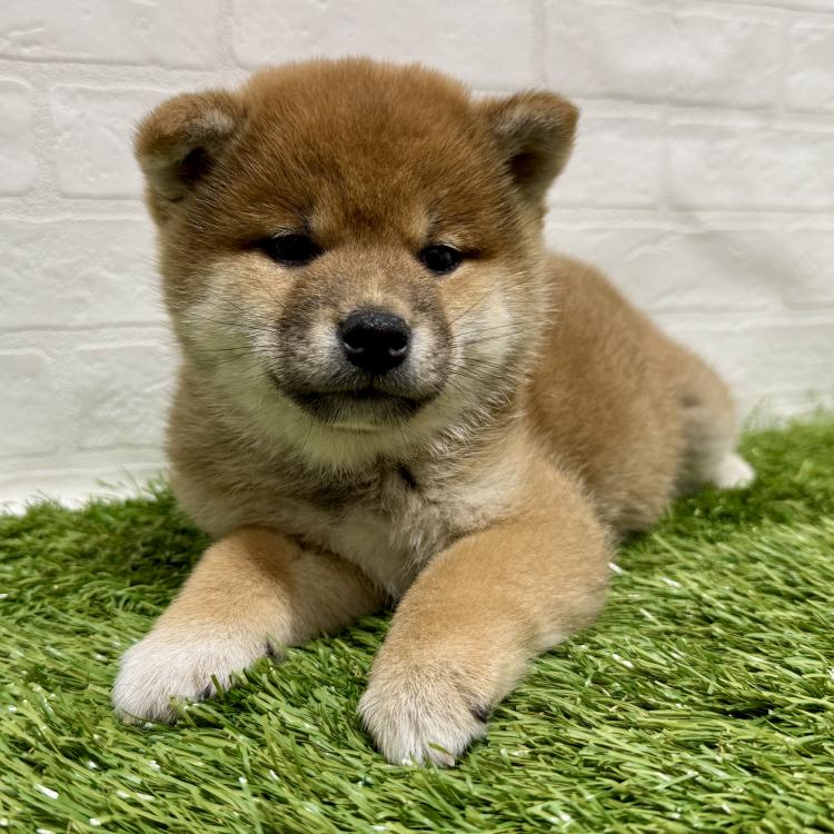 animal_image
