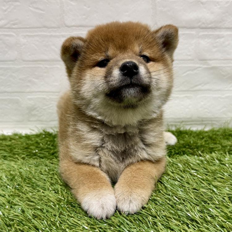 animal_image
