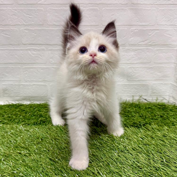 animal_image