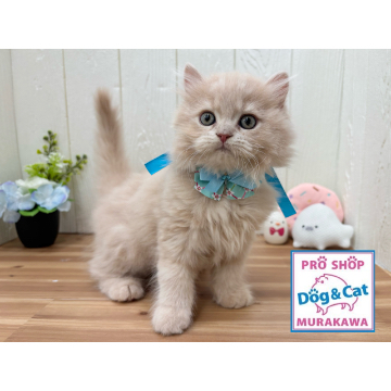 animal_image