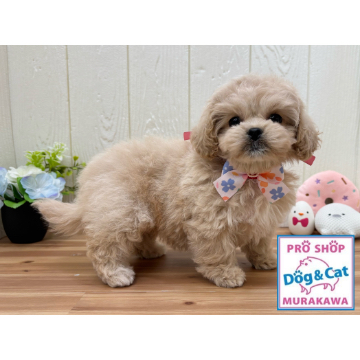 animal_image