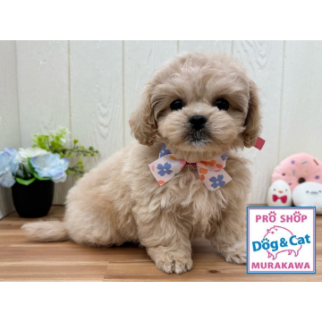 animal_image