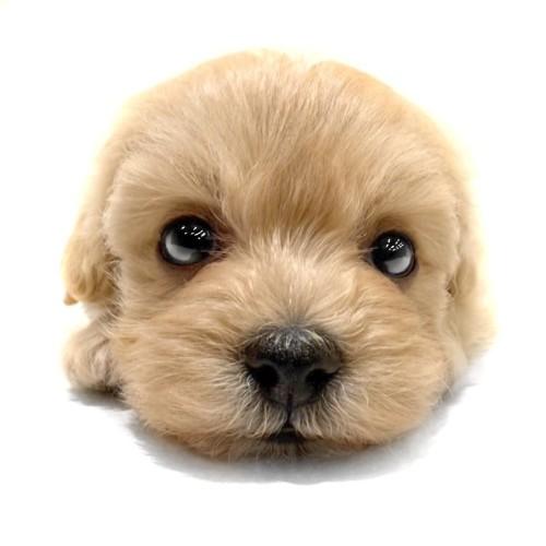 animal_image