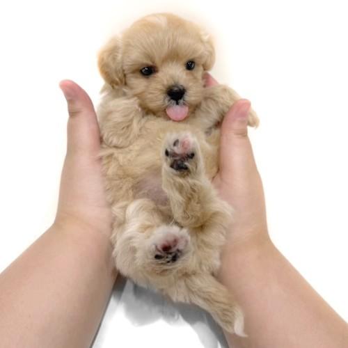 animal_image