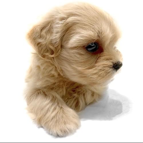 animal_image