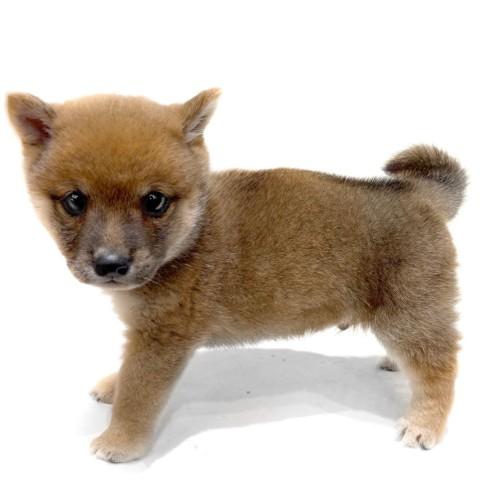 animal_image