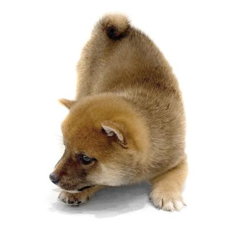 animal_image