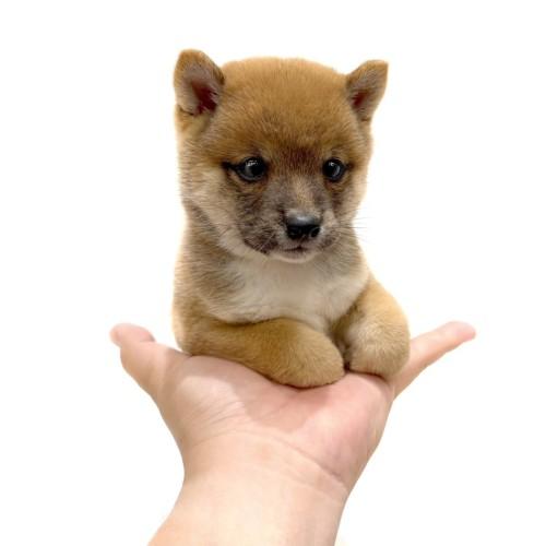animal_image