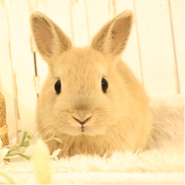 animal_image
