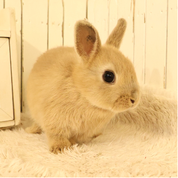 animal_image