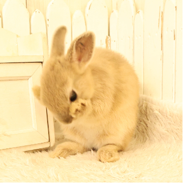 animal_image