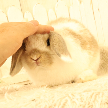 animal_image