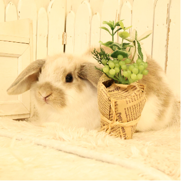 animal_image