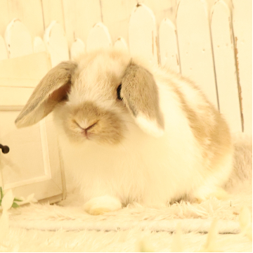 animal_image