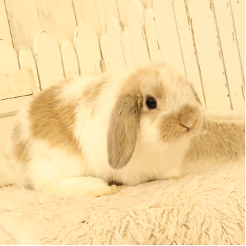 animal_image