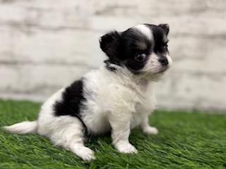 animal_image