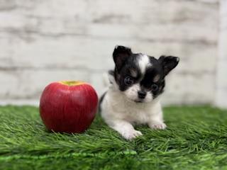 animal_image
