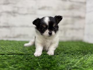 animal_image