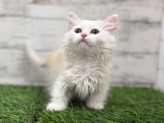 animal_image