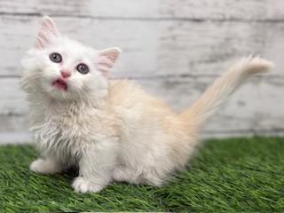 animal_image