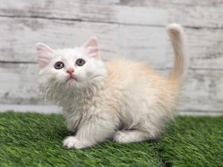 animal_image