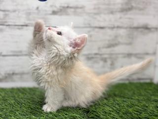 animal_image